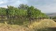 Toscana Immobiliare - Winery for sale in Montalcino, Tuscany Brunello wine production