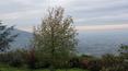 Toscana Immobiliare - Tuscany, country house with olive grove for sale Cortona