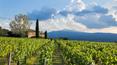 Toscana Immobiliare - Winery with farm located in Tuscany, Montalcino, Siena