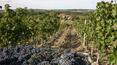 Toscana Immobiliare - Vineyards on the estate for sale in Tuscany