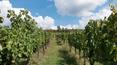 Toscana Immobiliare - Vineyards on the estate for sale in Tuscany