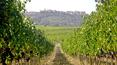 Toscana Immobiliare - Brunello vineyards of the winery for sale in montalcino
