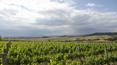 Toscana Immobiliare - Azienda agricola vitivinicola in vendita a Siena