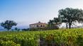 Toscana Immobiliare - Buy a Farm With Vineyard And Winery Business In Montalcino