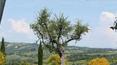Toscana Immobiliare - buy farm in tuscany in Montalcino