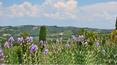 Toscana Immobiliare - buy farm in tuscany in Montalcino