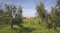 Toscana Immobiliare - Vendita Azienda agricola Montalcino