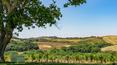 Toscana Immobiliare - montalcino wine farm for sale