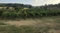 Toscana Immobiliare - Organic winery for sale in Tuscany in Montepulciano, Siena