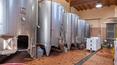 Toscana Immobiliare - Weingut zum Verkauf in Montepulciano, Siena, Toskana