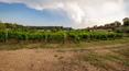 Toscana Immobiliare - Azienda vitivinicola con cantina in vendita a Montepulciano, Siena