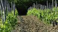 Toscana Immobiliare - Azienda vitivinicola biologica in vendita a Montepulciano