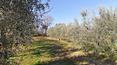 Toscana Immobiliare - Farmhouse for sale in Pienza in Tuscany, Val d\'orcia