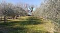 Toscana Immobiliare - Country house, Farmhouse for sale in Pienza in Tuscany, Val d\'orcia
