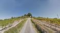 Toscana Immobiliare - Azienda agricola con vigneti 10 ettari, cantina, casale vendita a Castellina in Chianti