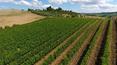 Toscana Immobiliare - Farm estate with vineyards for sale in Montalcino Tuscany