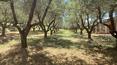 Toscana Immobiliare - Detached villa with garden for sale in Tuscany, Torrita di Siena