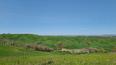 Toscana Immobiliare - Antica proprietà in vendita a Monteroni d'Arbia, Siena
