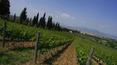 Toscana Immobiliare - Granja, finca con viñedos y olivares en venta en Florencia Toscana