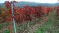 Toscana Immobiliare - Farm Estate with vineyards for sale Florence, Tuscany