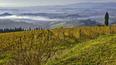 Toscana Immobiliare - Farm Estate with vineyards for sale Florence, Tuscany