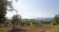 Toscana Immobiliare - Farm with vineyard, olive grove and farmhouse for sale Arezzo, Tuscany