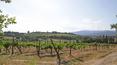 Toscana Immobiliare - Farm with vineyard, olive grove and farmhouse for sale Arezzo, Tuscany