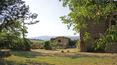 Toscana Immobiliare - Se vende en finca toscana con viñedo, olivar, masía. Arezzo