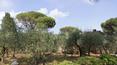 Toscana Immobiliare - Rustikale Villa mit Swimmingpool und Garten zu verkaufen Arezzo Toskan