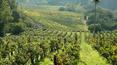 Toscana Immobiliare - Antigua finca con aproximadamente 116 hectáreas de terreno cerca de Florencia