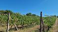 Toscana Immobiliare - Farm in Tuscany with agritourism and vineyard for sale in Siena