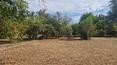 Toscana Immobiliare - Farmhouse with arable land for sale 