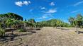 Toscana Immobiliare - Historic palace with land for sale in Umbria