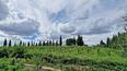 Toscana Immobiliare - Farm estate for sale in Siena Trequanda Tuscany