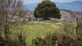 Toscana Immobiliare - Les finitions et l'ameublement reflètent le style rustique typique de la campagne toscane, comme les sols en terre cuite, les arcs en briques et les plafonds avec poutres en bois apparentes.