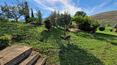 Toscana Immobiliare - The farmhouse is surrounded by about one hectare of private land, mostly used as a garden, with lawn and fruit trees, complemented by a small, well-kept productive olive grove.