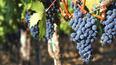 Toscana Immobiliare - Azieda vitivinicola con produzione di vino Brunello in vendita a Montalcino, Toscana