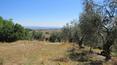 Toscana Immobiliare -  Farmhouse to restore on sale in Tuscany