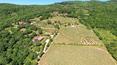 Toscana Immobiliare - Wine estate for sale in Tuscany