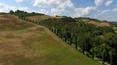 Toscana Immobiliare - In provincia di Siena, nella zona tra Montalcino e San Giovanni d’Asso, è in vendita questa tenuta che produce olio e vino pregiati.