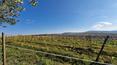 Toscana Immobiliare - Casolare con vigneto a Pienza