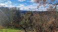 Toscana Immobiliare - The property is surrounded by 52 hectares of land.