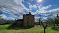 Toscana Immobiliare - L'immobile è circondato da circa 1 ettaro di terreno con 220 piante di ulivo