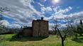 Toscana Immobiliare - L'immobile è circondato da circa 1 ettaro di terreno con 220 piante di ulivo