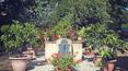 Toscana Immobiliare - La propiedad está rodeada por un gran jardín perfectamente cuidado