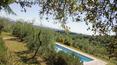 Toscana Immobiliare - The property includes approximately 1 hectare of land with 150 olive trees and three rows of vines