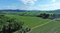Toscana Immobiliare - La proprietà include 14 ettari di vigna per la produzione del vino Nobile di Montepulciano