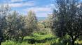 Toscana Immobiliare - Azienda agricola con 40 ettari di terreno vendita  Toscana Montalcino
