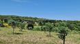 Toscana Immobiliare - This important property complex includes about 7 hectares of land with olive groves