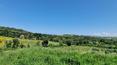 Toscana Immobiliare - Gli immobili sono circondati da grandi terrazzamenti e da una vasta area destinata a giardino con querciole e lecci